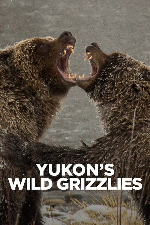 Yukon's Wild Grizzlies poster