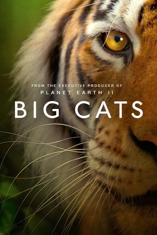 Big Cats poster